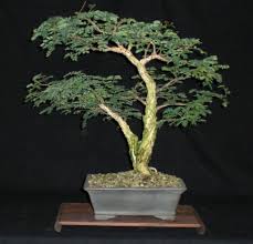 Image result for Acacia burkei