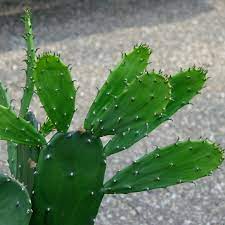 Here are some tips, tricks that will guide to cactus thorns. Why Hasn T My Cactus Grown Deadly Spines Gardening Landscaping Stack Exchange