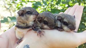 Pin On Exotische Dieren