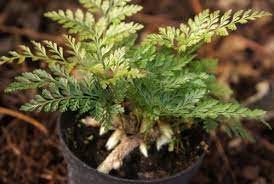 Davallia mariesii семейство даваллиевые (davalliaceae). Davallia Mariesii Alchetron The Free Social Encyclopedia