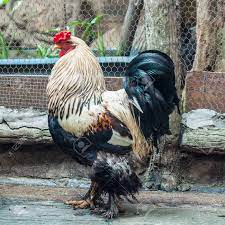 You might have already seen the video of a giant white rooster that has left the internet stunned today. Giant Chicken Brahma Standing In Case Stock Photo Picture And Royalty Free Image Image 84511622