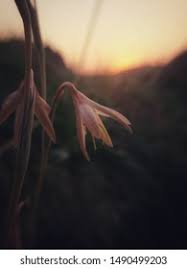 Image result for Hesperantha longicollis