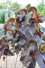 Image result for Acalypha polymorpha