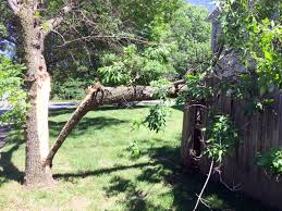 Download in under 30 seconds. What Are You Doing About Your Threatened Ash Trees