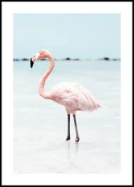 A wading bird of the family phoenicopteridae. Rosa Flamingo Poster Trendige Tierposter Posterstore De