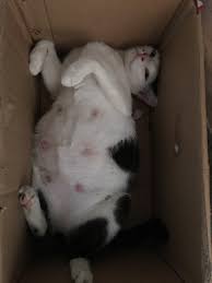 Ader orang cakap susah nak potong pasal kucing tu tak leh duduk diam nanti tersalah potong pulak. Pengalaman Menjaga Kucing Bunting Beranak