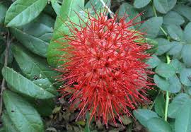 Image result for Combretum sp. A