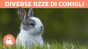 Diverse Razze Di Conigli Youtube