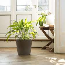 *up to 45% off w/ free delivery use code: Where To Buy Plants Online Order Cheap Plants Online