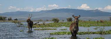 Hotel lake naivasha sopa resort, naivasha: Kenia Lake Naivasha Sehenswurdigkeiten Evaneos