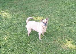 I believe producing a dog you can be proud of starts with a good breeding, having the right facilities to train sold to a man from douglas, ga on 2/12/20. Dog For Adoption Auggie A Pug Chihuahua Mix In Woodstock Ga Petfinder