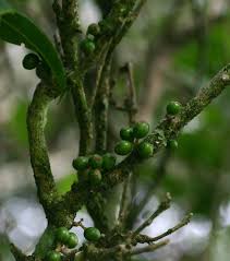 Image result for Xymalos monospora