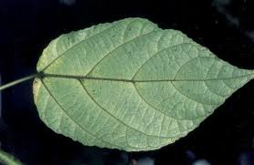 Image result for Ficus exasperata