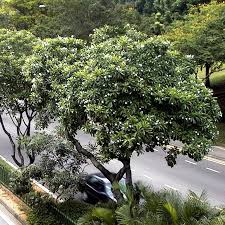 Pokok bidara di tanam di tanah. 20 Pilihan Pokok Pokok Teduhan Berbunga