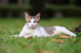 The first year is equivalent to 15 human years. How Old Is Your Cat In Human Years