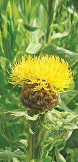 Invasive Species Bighead Knapweed Canada S Local Gardener Magazine
