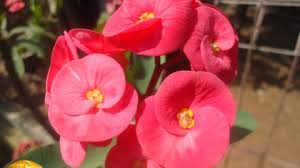 Tanaman hias bunga kastuba / poinsettia (euphorbia pulcherrima) termasuk tanaman subtropis yang berasal dari meksiko bagian selatan dan amerika tengah. Cara Mengobati Bisul Piodermi Dan Kurap Dengan Bunga Euphorbia