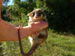 El monito del monte es una de las 3 especies que integran el singular género de marsupiales dromiciops. Proyecto De Investigacion Monito Del Monte Fundacion Huilo Huilo