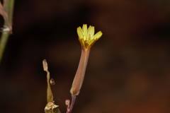 Image result for Launaea rarifolia