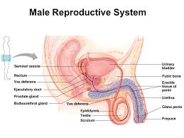 Male Reproductive System Reproductive Anatomy Of The Human Male External Penis Scrotum Internal Gonads Accessory Sex Glands And Ducts Ppt Download