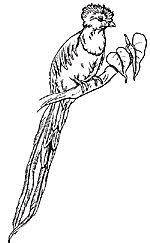 Letter q quetzal printable activities : Pin On Rainforests