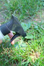 Check spelling or type a new query. Quackgrass Killer Recipe That Is Pet Safe And Effective