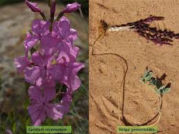 Image result for Orobanchaceae