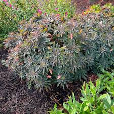 Image result for Euphorbia chevalieri