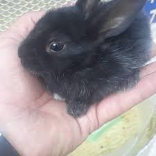 Zdf Akvaryum Petshop Tepebasi Eskisehir 0 544 262 61 Birmilyonnokta