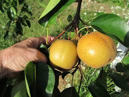 .vs kinshiki, kurotsuchi dan chojuro, chojuro vs naruto, chojuro vs kakashi, chojuro vs momoshiki, chojuro vs zetsu hitam, chojuro vs seven swordsmen, chojuro and mei, chojuro vs. Hosui Asian Pear Tree Just Fruits And Exotics