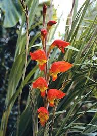 Image result for Gladiolus hollandii