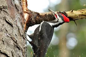 Try a different search or browse our categories Why Woodpeckers Can Safely Slam Their Faces Into Trees Audubon