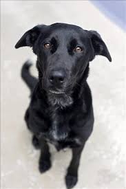 Black And Tan Kelpie Lab Mix I Found This Pet On Awlqldpets Sheltermate Com Cute Labrador Puppies Cute Cats And Dogs Australian Kelpie