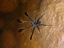 Water Spider Carnarvon Gorge Central Queensland Australia Spider Underwater World Animals