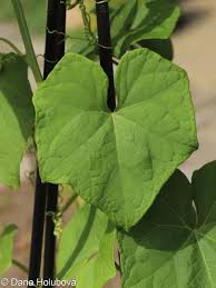 Image result for Sechium