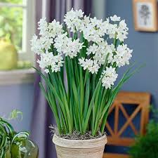 A Pure White Flowering Paperwhite Daffodil For Indoor Forcing Inbal Is Lightly Scented Variety Recommended Fo Bulb Flowers Amaryllis Bulbs Amaryllis Flowers