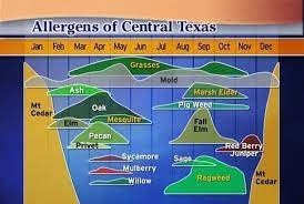 Why Does Austin Tx Have A Reputation For Bad Allergies Cedar Allergies Allergies Bad Allergies