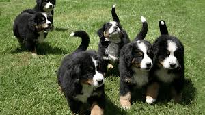 The name sennenhund is derived from the german senne (alpine pasture) and hund (hound/dog). Dog Breeds What You Need To Know About The Bernese Mountain Dog Wsava