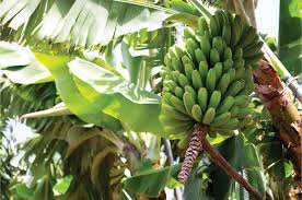 Resultado de imagen para costa plantas