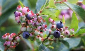 We did not find results for: How To Grow Blueberries By The Bushel Epic Gardening