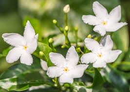 Flowers measure 8 to 39 inches in diameter. National Native And Popular Flowers Of Philippines The Flower Expert Amp 39 Flowers Encyclopedia