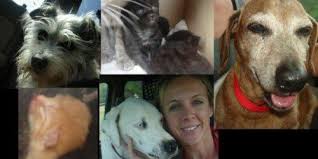 Maybe you would like to learn more about one of these? My Dog Rescue Background Tampa Fl Dog And Cat Rescue Realtor Who Rescues