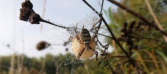 2:56 solutions pest & lawn 39 052 просмотра. Identify And Get Rid Of Spider Egg Sacs Elevate Pest Control