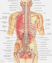 Refers to the back of the organ or body. Lower Back Anatomy Organs Anatomy Drawing Diagram
