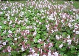 Bodendecker Geranien Stauden Pelargonien Geranien Bodendecker Stauden