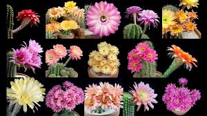 How often to water and fertilize: As Rains Ease In The West Cactuses Shine Brighter Than Ever The New York Times