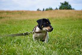 Ricordate che i cani diventano aggressivi sempre e solo in risposta agli avvenimenti in corso, ovvero quando sentono che un elemento anche se potrebbe sembrare che alcuni cani sono nati per essere aggressivi, è più esatto affermare che sono nati con questa tendenza ereditaria che potrebbe, se non. Bat Nel Cane Un Metodo Di Addestramento Per Cani Aggressivi Razzedicani Net