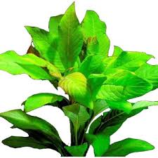 Bio Aquatic Limon Bitkisi Genis Yaprakli Hygrophila Fiyati