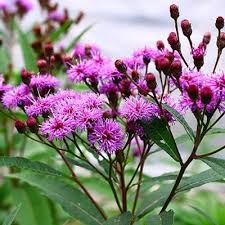 Image result for Vernonia undulata