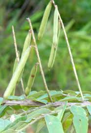 Image result for Indigofera cylindracea